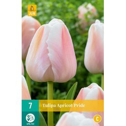 Tulipe Apricot Pride * 7 pc cal.11/12 - NEW 2024