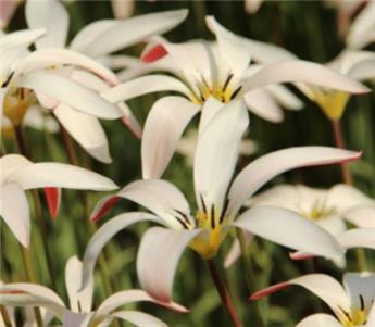Tulipe clusiana Stellata * 10 pc cal.6/+ ** Botanique **