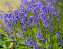 Hyacinthoides Non Scripta  * 100 pc cal.7/8 **Tapis bleu du bois de Halle **