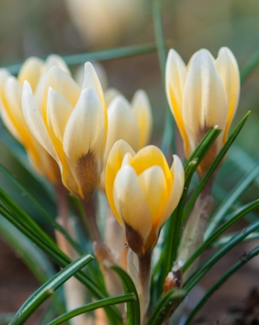 [140224] Crocus Romance * 20 pc cal.5/+ ** botanique **
