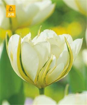 Tulipe White Valley * 7 pc cal.11/12
