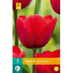 [136040] Tulipe Ile de France * 7 pc cal. 11/12