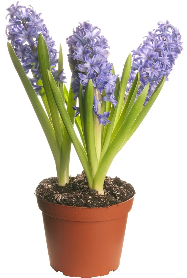 Jacinthes 3 bulb. même coul. / pot