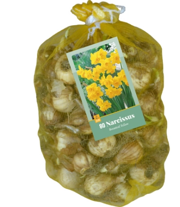 Narcisse botanique mix * 80 pc cal.10/12