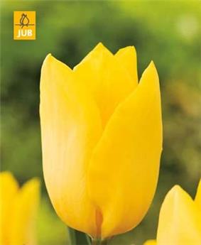 Tulipe Strong Gold  10 pc ** Excellente pour bouquet **