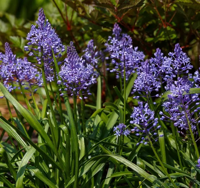 Scilla litardierei 6/+ * 10 pc.