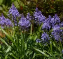 Scilla litardierei 6/+ * 10 pc.