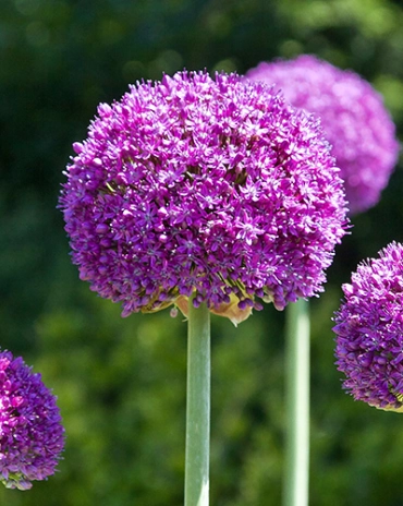 Allium Ambassador * 1 pc gros calibre 32/+