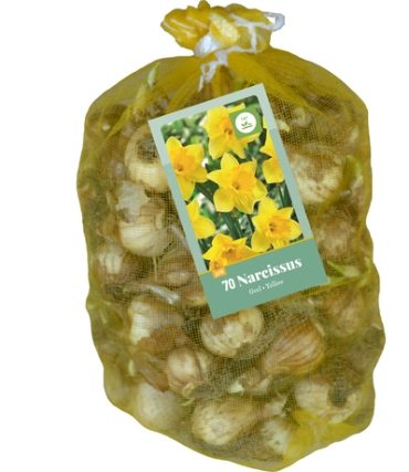 [131371] Narcisses jaune * 70 pc cal.10/12