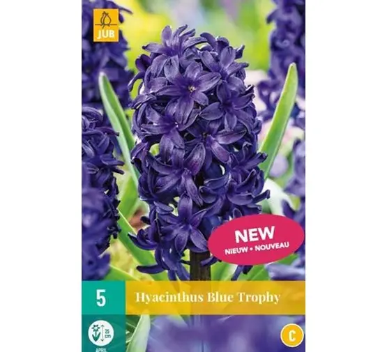 [141945] Hyacinthe Blue Trophy  15/16 * 5 pc ** Jacinthe très parfumée **