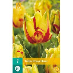 Tulipe parrot Texas Flame * 5 pc cal.12/+