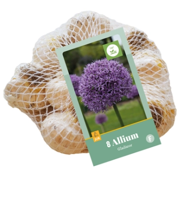 Allium Gladiator * 8 pc cal.16/18