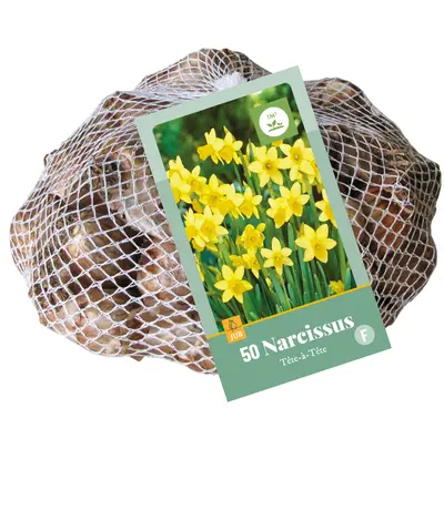 Narcisse Tête à Tête * 50 pc cal.10/11