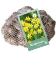 Narcisse Tête à Tête * 50 pc cal.10/11