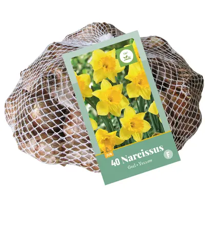 Narcisse Jaune * 40 pc cal.10/12