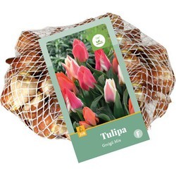 [145269] Tulipe greigii mix * 40 pc cal.11/12