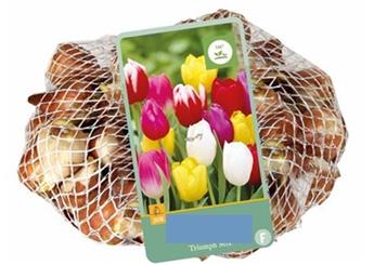 Tulipe triumph mix * 40 pc cal.11/12