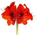 Amaryllis rouge * 1 pc cal.28/30 ** En boîte décorative **