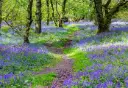Hyacinthoides Non Scripta  * 20 pc cal.7/8 ** Tapis bleu du bois de Halle **