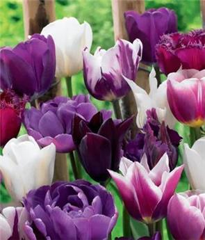 [127478] Tulipe Bluberry mix * 12 pc cal.11/12