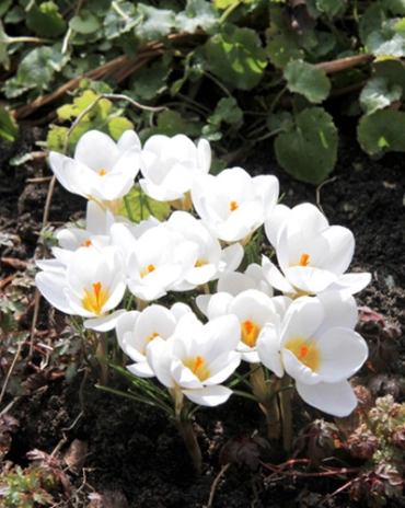 Crocus blanc * 30 pc cal.7/8