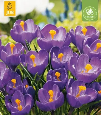 Crocus bleu * 30 pc cal.7/8