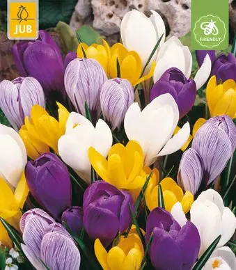 Crocus mix * 30 pc cal.7/8