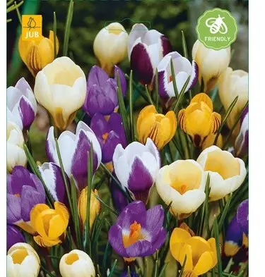 Crocus Species mix * 50 pc cal.5/+