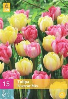 Tulipe foxtrot mix * 15 pc cal.11/12