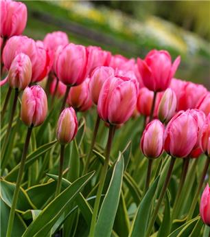 Tulipe triumph rose new * 25 pc cal.11/12