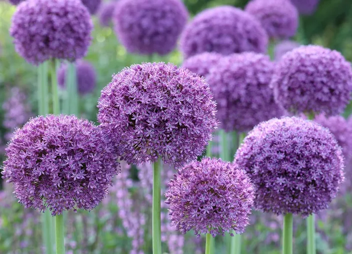 Allium giganteum Gladiator Pot P14