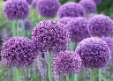 Allium giganteum Gladiator Pot P14