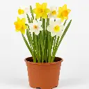 Narcisse variés en pot prêt à planter * 3 à 5 bulbes / pot 