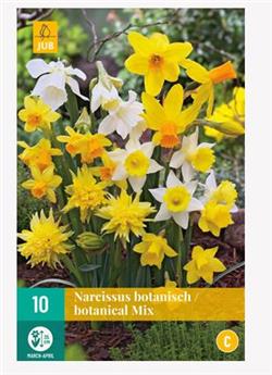 Narcisse botanique mix * 20 pc cal.10/12