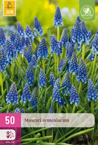 [135233] Muscari armeniacum * 50 pc cal.8/9
