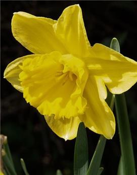 [135379] Narcisse Carlton cal.12/14 * 15 pc 