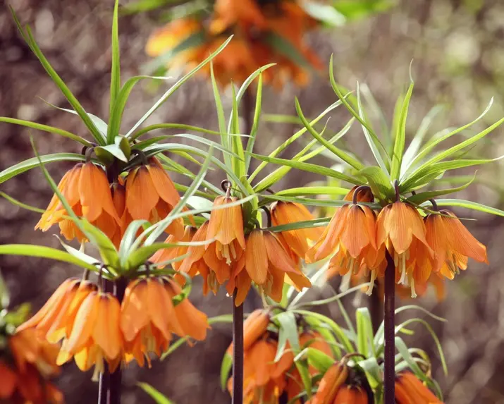 [135477] Fritillaria imperialis Aurora 1 bulbe Pot C2 **Anti-taupes **