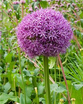 Allium Globemaster * 1 pc cal.18/20