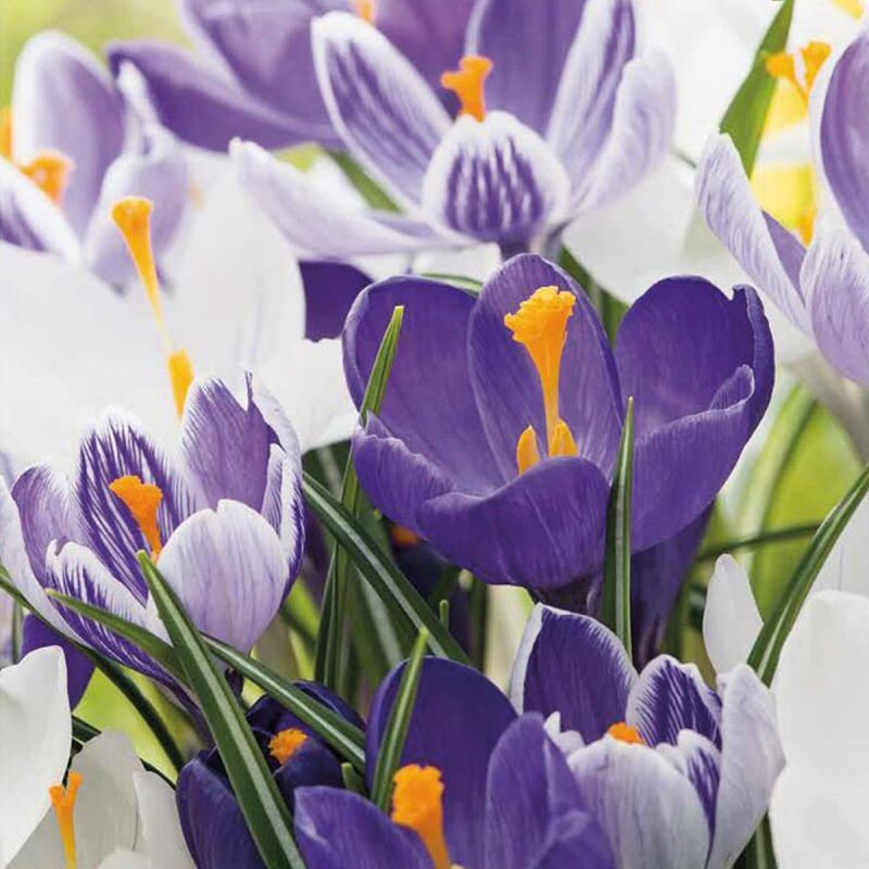[130751] Crocus bleu-blanc - mix * 10 pc cal.8/9