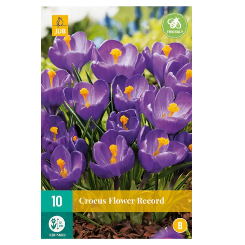 [130728] Crocus Flower Record * 10 pc cal.8/9