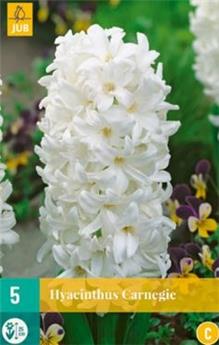 [130770] Hyacinthe Carnegie * 5 pc cal.15/16 ** Très parfumé **