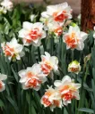 Narcisse Replete * 5 pc cal.12/14 * Parfumé.