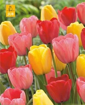 Tulipe Darwin mix varié * 7 pc cal.11/12
