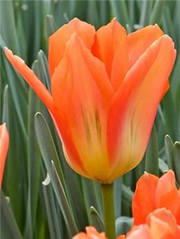 Tulipe Orange Emperor * 7 pc cal.11/12