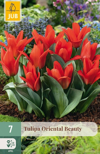 [141958] Tulipe Oriental Beauty * 7 pc cal.11/12