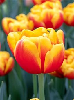 [145195] Tulipe Shell * 7 pc cal.11/12 - NEW 2024