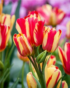 Tulipe Wonder Club * 5 pc cal.11/12