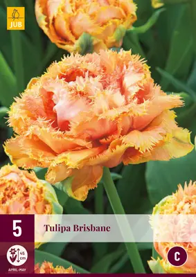 Tulipe Brisbane Frangée * 5 pc cal.11/12