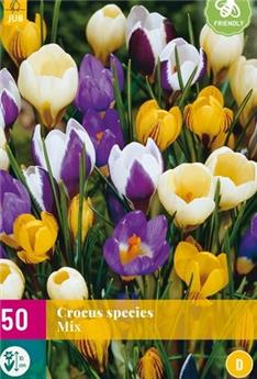 [127458] Crocus species mix * 20 pc cal.5/+ - Crocus botanique