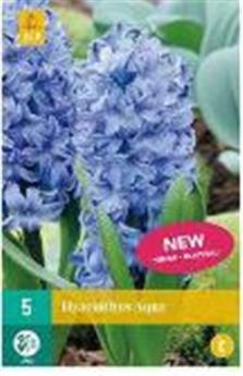 [135010] Hyacinthe Aqua * 5 pc cal.15/16 ** Jacinthe très parfumée **